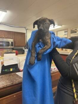 Rescue Mixed Breed Dogs for Adoption in Cincinnati, Ohio - Pina Colada | PetCurious