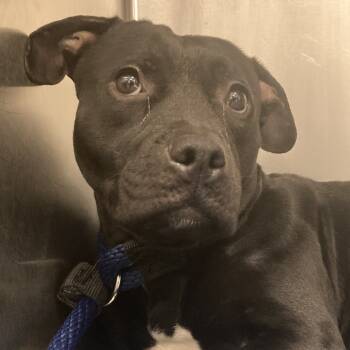 Rescue Mixed Breed Dogs for Adoption in Philadelphia, Pennsylvania - Marisol | PetCurious