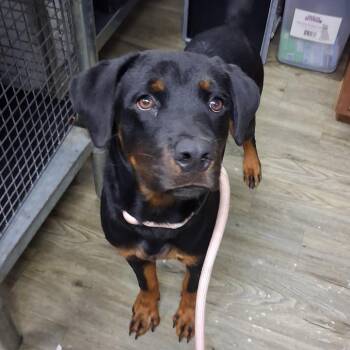 Charmin -  Mixed Breed Dog for Adoption in Summerville, South Carolina - Charmin | PetCurious