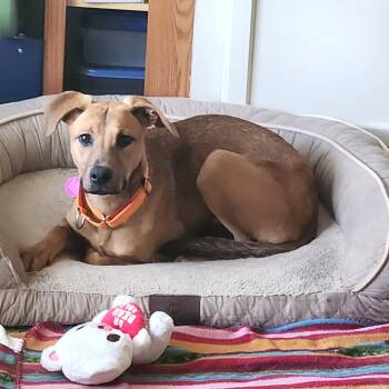 Rescue Mixed Breed Dogs for Adoption in Fredericksburg, Virginia - Hatteras | PetCurious