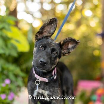 Pilsner -  Shepherd Dog for Adoption in Wake Forest, North Carolina - Pilsner | PetCurious