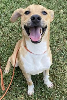 Rescue Carolina Dog Dogs for Adoption in Bronson, Texas - Badger | PetCurious