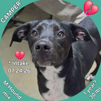 Camper -  Black Labrador Retriever Dog for Adoption - Camper | PetCurious