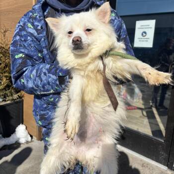 Terrier Dogs Available for Adoption - Pochita | PetCurious