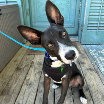 Rescue Basenji and Carolina Dog Dogs for Adoption in New Orleans, Louisiana - Pongo | PetCurious