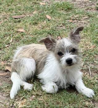 Kai -  Terrier Dog for Adoption in Mcallen, Texas - Kai | PetCurious