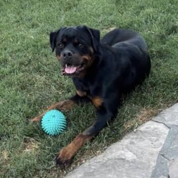 Rottweiler Dogs Available for Adoption in San Diego, California - Cypress | PetCurious