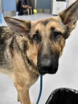 Rescue German Shepherd Dog Dogs for Adoption in Silver Springs, Nevada - Dory | PetCurious