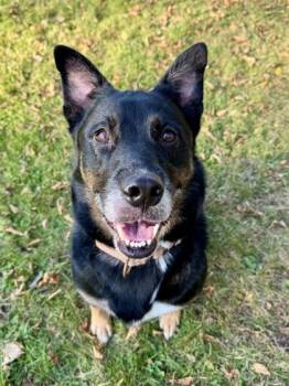 Grizzly -  Australian Cattle Dog Blue Heeler Dog for Adoption in Midland, Michigan - Grizzly | PetCurious