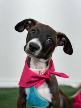 Dachshund and Rat Terrier Dogs Available for Adoption in Carlsbad, California - Rex-One Of Our Amazing Rescue Dogs | PetCurious