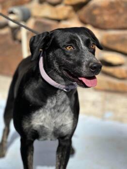Snickers -  Labrador Retriever and Mixed Breed Dog for Adoption in Russellville, Kentucky - Snickers | PetCurious