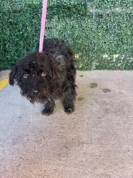 61762720 -  Miniature Poodle and Mixed Breed Dog for Adoption in El Paso, Texas - 61762720 | PetCurious
