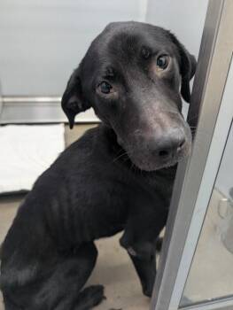 Button -  Mixed Breed Dog for Adoption in Mobile, Alabama - Button | PetCurious