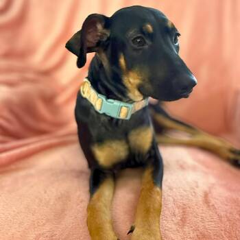 Rescue Doberman Pinscher Dogs for Adoption in Baldwin, Maryland - Janay | PetCurious