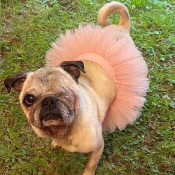 Nadine -  Pug Dog for Adoption in Springfield, Missouri - Nadine | PetCurious