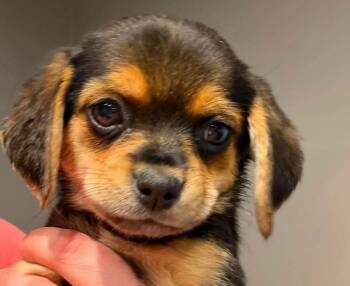 Zoie -  Beagle and Chihuahua Dog Available for Adoption in Indianapolis, Indiana - Zoie | PetCurious