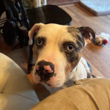 Jake -  Pit Bull Terrier Dog for Adoption in Greensboro, North Carolina - Jake | PetCurious