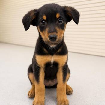 Terrier Dogs Available for Adoption in La Grange, Kentucky - ASH | PetCurious