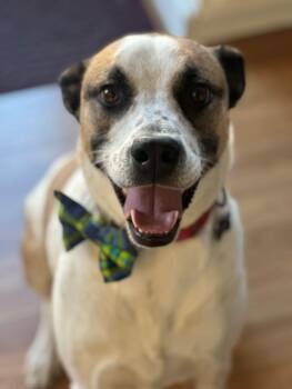 Rescue Hound Dogs for Adoption in East Hartford, Connecticut - Zeppelin | PetCurious