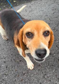Molly -  Beagle Dog Available for Adoption in Indianapolis, Indiana - Molly | PetCurious