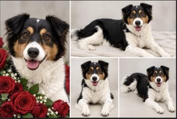 Rosie -  Border Collie Dog for Adoption in Lucas, Texas - Rosie | PetCurious