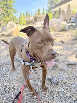 Mixed Breed Dogs Available for Adoption in Truckee, California - Cody | PetCurious