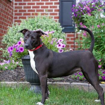 Emery- hiking bestie -  Greyhound and American Staffordshire Terrier Dog for Adoption in Houston, Texas - Emery- Hiking Bestie | PetCurious