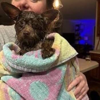 Yorkshire Terrier Dogs Available for Adoption in North Little Rock, Arkansas - Nacho | PetCurious