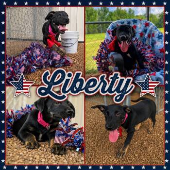 Liberty -  Labrador Retriever and German Shepherd Dog Dog for Adoption in Jackson, Tennessee - Liberty | PetCurious