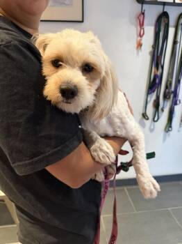 Poodle and Havanese Dogs Available for Adoption in New York, New York - Winsley | PetCurious