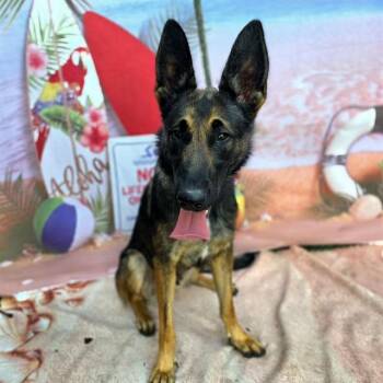 CHLOE -  German Shepherd Dog and Mixed Breed Dog for Adoption in Long Beach, California - CHLOE | PetCurious