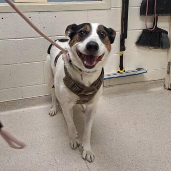 Mixed Breed Dogs Available for Adoption in Murray, Utah - Duke | PetCurious