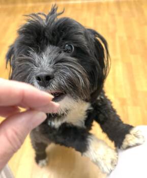 Shih Tzu Dogs Available for Adoption in Mount Airy, North Carolina - Ruby | PetCurious