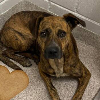 Copper AKA Bub -  Mixed Breed Dog for Adoption in Horn Lake, Mississippi - Copper AKA Bub | PetCurious