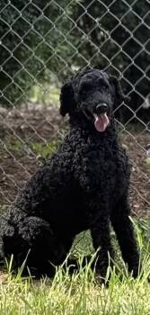 Standard Poodle Dogs Available for Adoption in Wilkesboro, North Carolina - Dolly | PetCurious