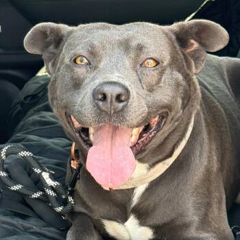 Dolores -  Mixed Breed Dog Available for Adoption in Midland, Texas - Dolores | PetCurious