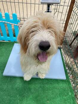 EFES -  Terrier and Poodle Dog for Adoption in Kirkland, Washington - EFES | PetCurious
