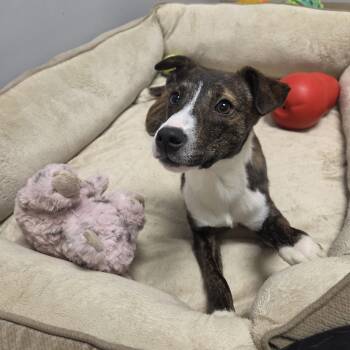 Ayla -  Mixed Breed Dog for Adoption in Watertown, New York - Ayla | PetCurious