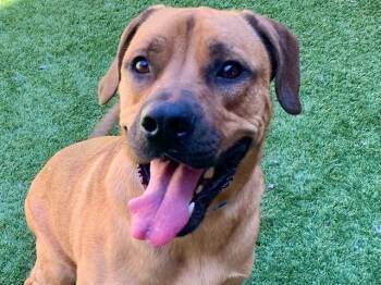 Mastiff Dogs Available for Adoption in Moreno Valley, California - SCOOBY | PetCurious