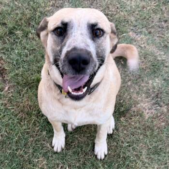 Smiley -  Great Pyrenees Dog for Adoption in Krum, Texas - Smiley | PetCurious