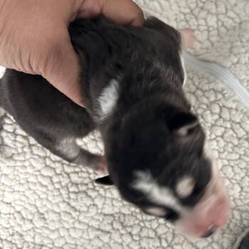 Yash -  Husky and Mixed Breed Dog for Adoption in Hawthorne, California - Yash | PetCurious