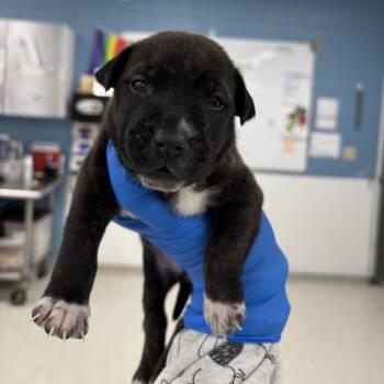 Amilya -  Mixed Breed Dog for Adoption in Indianapolis, Indiana - Amilya | PetCurious