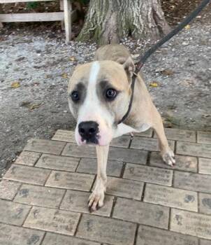 Bernadette -  Mixed Breed Dog for Adoption in Hobart, Indiana - Bernadette | PetCurious