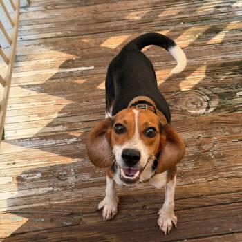 Odie -  Beagle Dog for Adoption in New Orleans, Louisiana - Odie | PetCurious