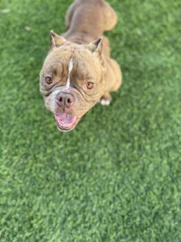English Bulldog Dogs Available for Adoption in Mesa, Arizona - Papaya | PetCurious