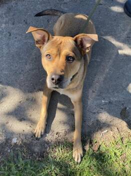 Rescue Australian Cattle Dog Blue Heeler and Mixed Breed Dogs for Adoption in Indianapolis, Indiana - ATHENA | PetCurious