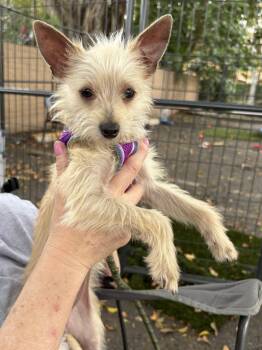 Yorkshire Terrier Dogs Available for Adoption - MIMI | PetCurious
