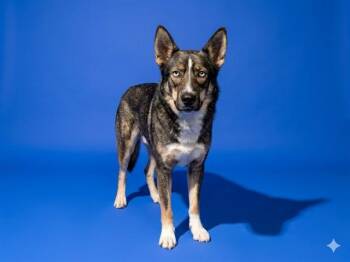 MISSION HOPE -  Mixed Breed Dog for Adoption in Jacksonville, Florida - MISSION HOPE | PetCurious