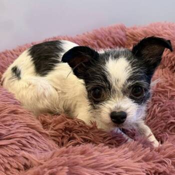 Chihuahua and Terrier Dogs Available for Adoption - Phoebe Lou  | PetCurious