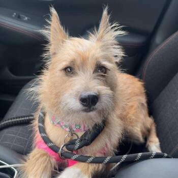 Bellatrix -  Terrier Dog for Adoption in Tampa, Florida - Bellatrix | PetCurious